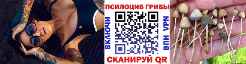 Купить где  Мариинск  Псилоцибиновые грибы Psilocybe 